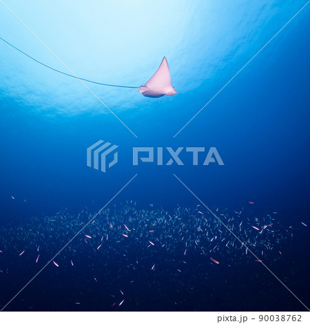 Eagle ray swimming over small fish in the ocean 90038762