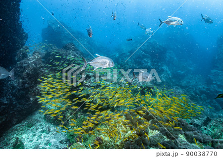 Crevalle jack fish and Yellow striped snapper at Richelieu Rock 90038770