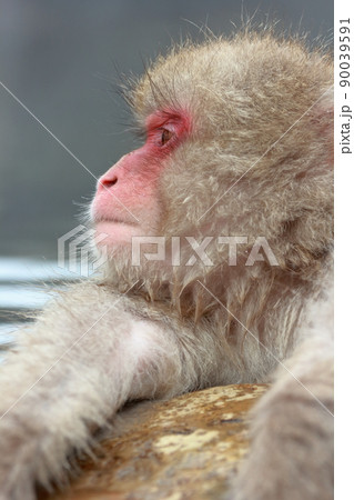 湯舟から遠くを見つめるお猿（地獄谷野猿公苑　長野県） 90039591