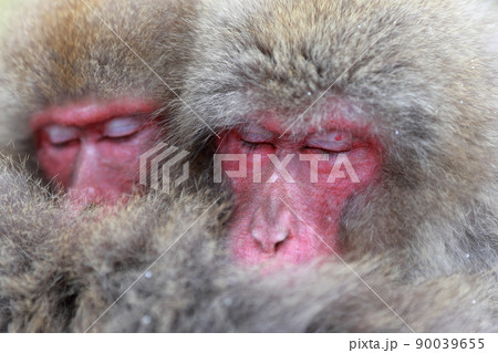 寄り添って眠るお猿さん(地獄谷野猿公苑 長野県) 寄り添って眠るお猿さん(地獄谷野猿公苑 長野県) 90039655