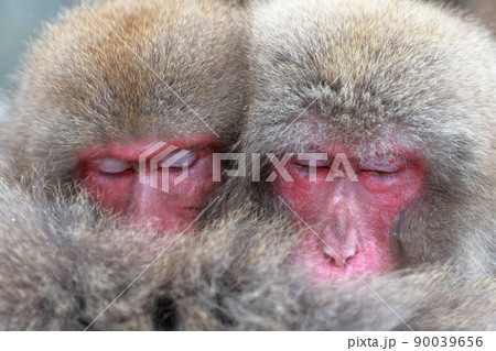 寄り添って眠るお猿さん（地獄谷野猿公苑　長野県） 90039656