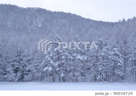 真冬の湖 風景(御射鹿池 長野県 茅野市) 真冬の湖 風景(御射鹿池 長野県 茅野市) 90039729