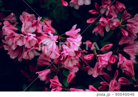 Garden with blooming trees during spring time 90040046