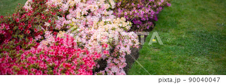 Garden with blooming trees during spring time 90040047