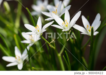 星型の白い6枚の花びらを開く可憐なお庭のオオアマナの写真素材 ...