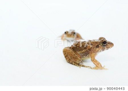 白背景に茶色の二匹のヌマガエル 白背景に茶色の二匹のヌマガエル 90040443