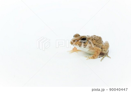 白背景に一匹のヌマガエルのアップ 白背景に一匹のヌマガエルのアップ 90040447