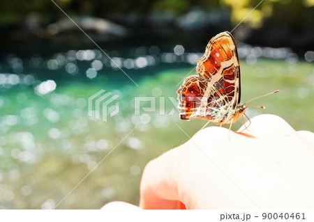 菊池渓谷で女性の手に乗るオレンジ色のサカハチチョウ 菊池渓谷で女性の手に乗るオレンジ色のサカハチチョウ 90040461