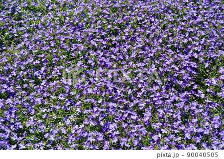 第38回全国都市緑化くまもとフェア　くまもと花とみどりの博覧会のペチュニア 90040505