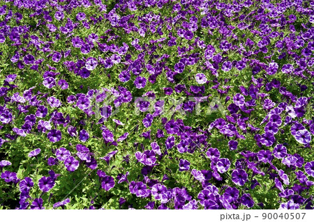 第38回全国都市緑化くまもとフェア　くまもと花とみどりの博覧会のペチュニア 90040507