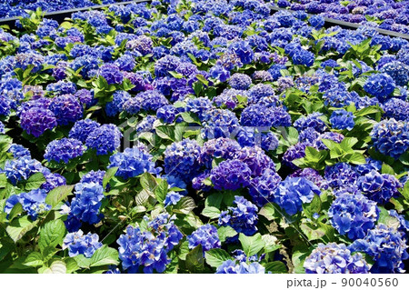 第38回全国都市緑化くまもとフェア くまもと花とみどりの博覧会のアジサイ 第38回全国都市緑化くまもとフェア くまもと花とみどりの博覧会のアジサイ 90040560