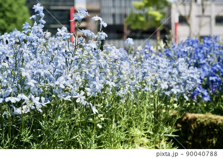 第38回全国都市緑化くまもとフェア　くまもと花とみどりの博覧会のデルフィニューム 90040788
