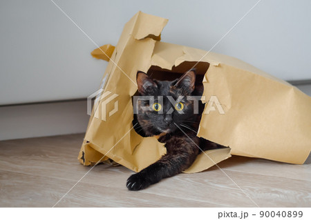 Cute calico cat lying in beige kraft paper grocery bag and looking at camera 90040899