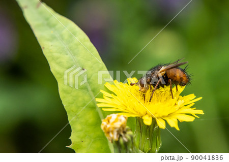 セスジハリバエ セスジハリバエ 90041836