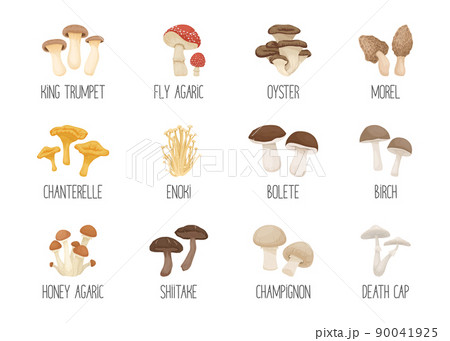 Vector Edible and Poisonous Inedible Mushrooms. Hand Drawn Cartoon Mushroom Icon Set. Different Mushrooms Isolated on White. Fly Agaric, Champignon, Death Cap, Shiitake, Enoki, King Trumpet, Bolete 90041925