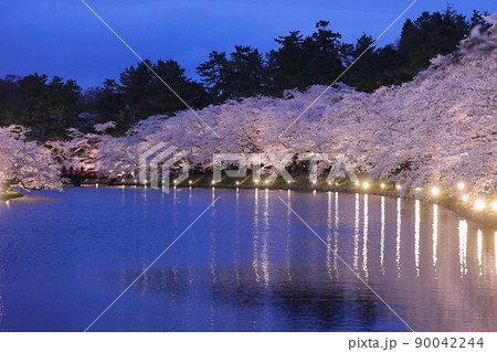 満開の西濠ライトアップ（弘前さくらまつり） 90042244