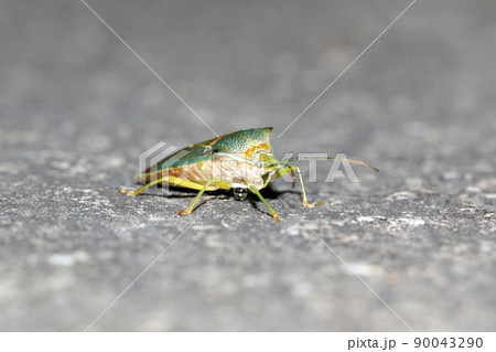 セアカツノカメムシ セアカツノカメムシ 90043290