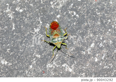 セアカツノカメムシ セアカツノカメムシ 90043292