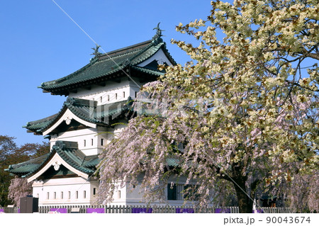 青森県弘前市下白銀町弘前公園 弘前城天守閣とウコン桜、紅しだれ桜 青森県弘前市下白銀町弘前公園 弘前城天守閣とウコン桜、紅しだれ桜 90043674