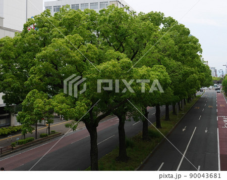 都市の目抜き通りの中央分離帯の立派なくすのき 90043681