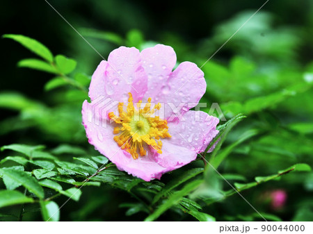 箱根山椒バラ 90044000