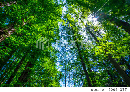 メタセコイアの森 メタセコイアの森 90044057