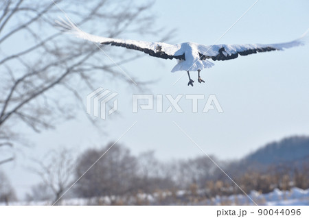 給餌場から飛び立つタンチョウ（北海道・鶴居） 90044096