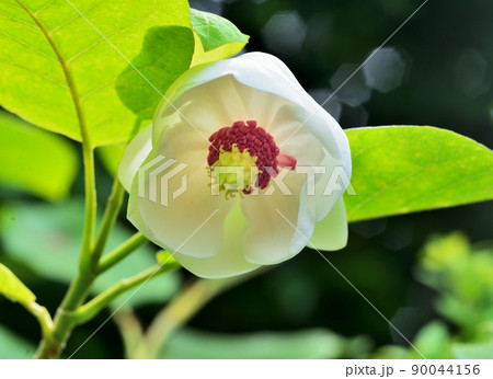 大山蓮華 90044156