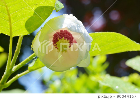 大山蓮華 90044157