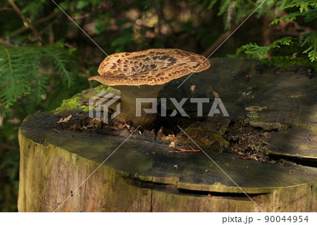 Polyporus squamosus Bracket Fungus Growing on Top of Tree Stump. A wild Edible Fungus 90044954
