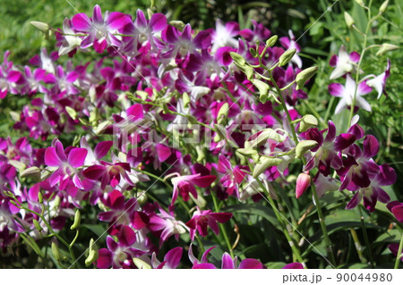 ORCHID GARDEN  90044980