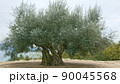 オリーブの木 90045568