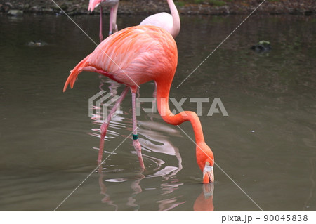 池の水を飲むフラミンゴ　ベニイロフラミンゴ 90045838