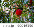 りんごが収穫される2秒前の写真 90046350