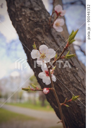 低い位置で健気に咲く花の写真 90046352