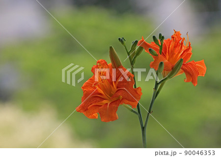 ヤブカンゾウ 90046353