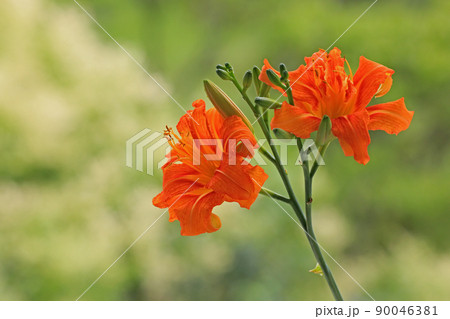 ヤブカンゾウ 90046381