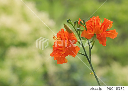 ヤブカンゾウ 90046382