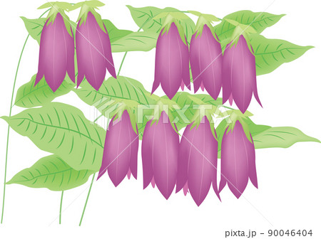 ホタルブクロの花のイラスト素材