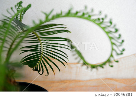 観葉植物　ソテツの鉢植え 90046881
