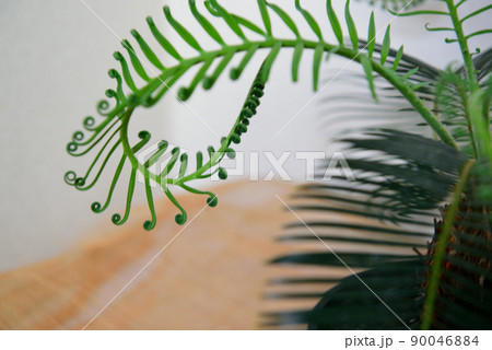 観葉植物　ソテツの鉢植え 90046884