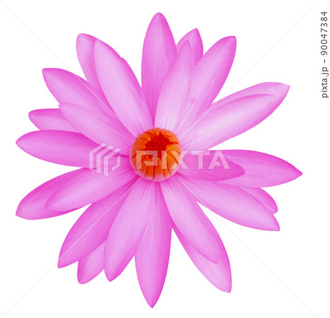 water lily isolated on white background 90047384