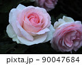 バラ 90047684