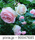 バラ 90047685