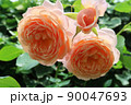 バラ 90047693