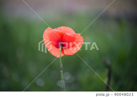 Closeup of one wild poppy in a meadow 90048023