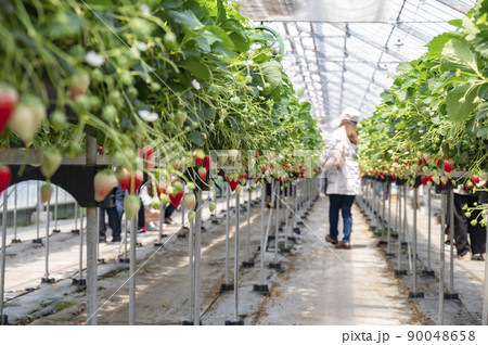 紅ほっぺが美味しいイチゴ狩り 90048658