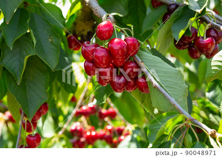 Sweet cherries on tree branches Sweet cherries on tree branches 90048971