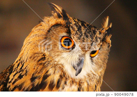 下を見つめているユーラシアワシミミズク 下を見つめているユーラシアワシミミズク 90049078