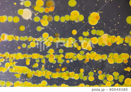 Backgrounds of Characteristics and Different shaped Colony of Bacteria and Mold growing on agar plates from Soil samples for education in Microbiology laboratory. 90049380